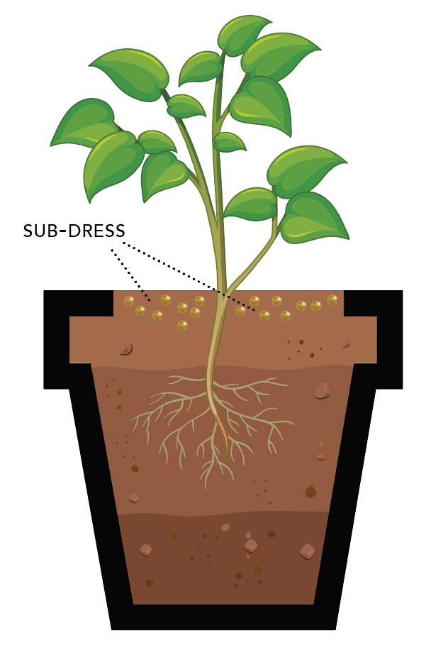 Illustration of fertilizer granules placed just below the soil surface near plant roots (sub-dress method).