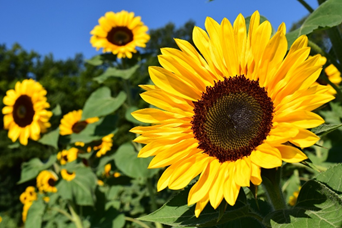 Bright yellow sunflowers blooming outdoors under a blue sky.