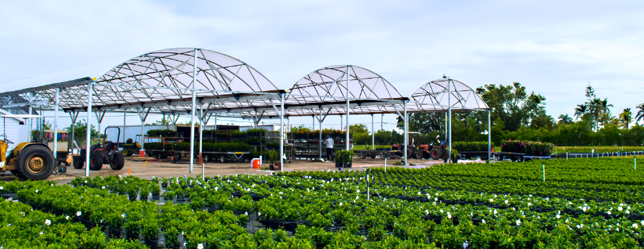 Wide view of a Florida plant nursery with rows of greenery and greenhouse frames overhead.