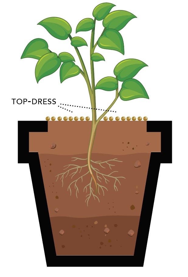 Illustration of fertilizer granules applied on the soil surface around a potted plant (top-dress method).