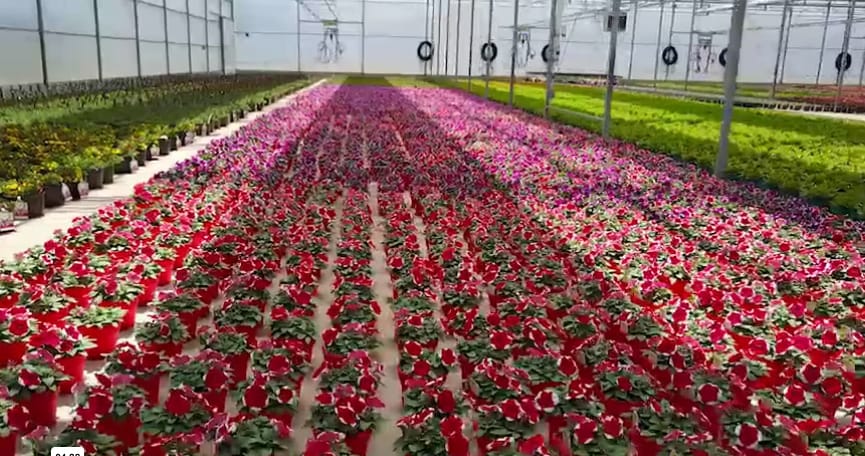 Greenhouse with petunias.