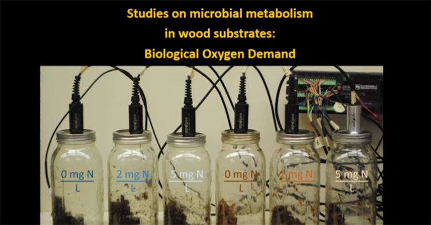 Testing microbial metabolism in wood.
