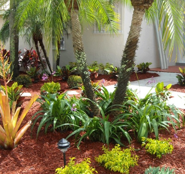 Florida yard landscaped with palm trees, drought-tolerant plants, and red mulch ground cover.
