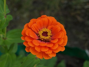 Orange zinnia flower in bloom with a dark blurred background.
