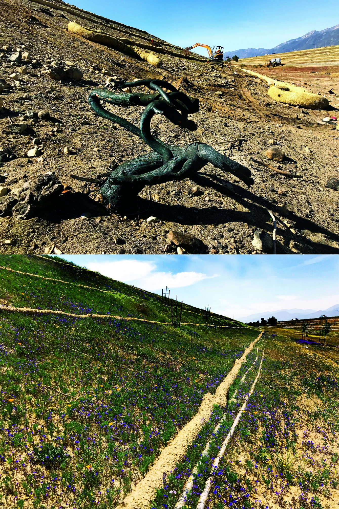 Top: Dry, barren land with construction equipment and a twisted branch. Bottom: The same area now covered with green grass and small purple flowers, showing restoration. Both images have mountains in the background.