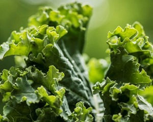 Close-up of fresh, curly green kale leaves with a soft-focused green background.