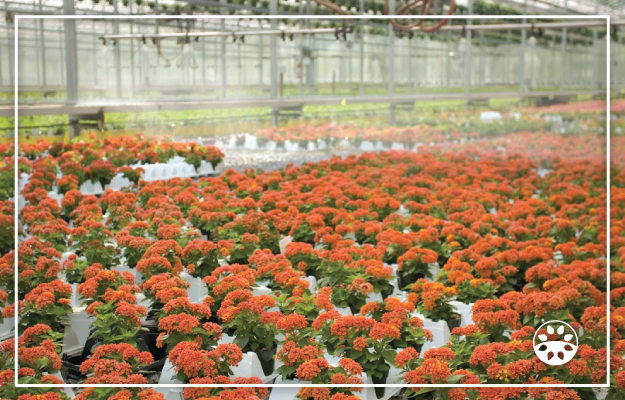 Rows of orange flowering plants in white pots fill a greenhouse. Mist sprays from above, keeping the plants hydrated. The scene is bright, lush, and orderly. A logo with a paw print is visible in the lower right corner.