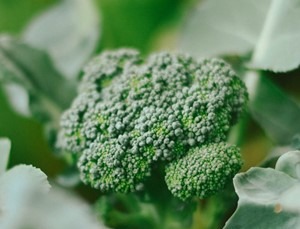 Close-up of a fresh green broccoli head with small florets, surrounded by leafy greens, photographed outdoors in natural light.