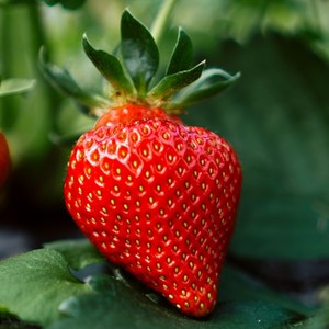 A ripe, red strawberry with green leaves sits on a large green leaf, with more foliage blurred in the background.