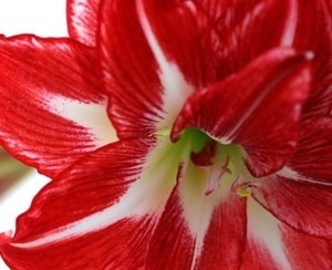 Close-up of a red and white amaryllis flower, showing its vibrant petals with a streaked pattern and a green center.