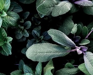 Close-up of textured green sage leaves surrounded by mint leaves, showing detailed leaf veins and shades of green and purple.
