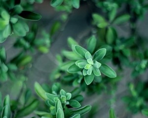 Close-up view of green leafy plants with soft focus, highlighting the fresh, lush foliage. The background appears blurred, drawing attention to the detailed texture and vibrant color of the leaves in the foreground.