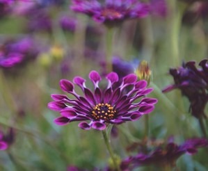 Close-up of a unique purple flower with spoon-shaped petals and a yellow and black center, surrounded by blurred green stems and other purple flowers in the background.