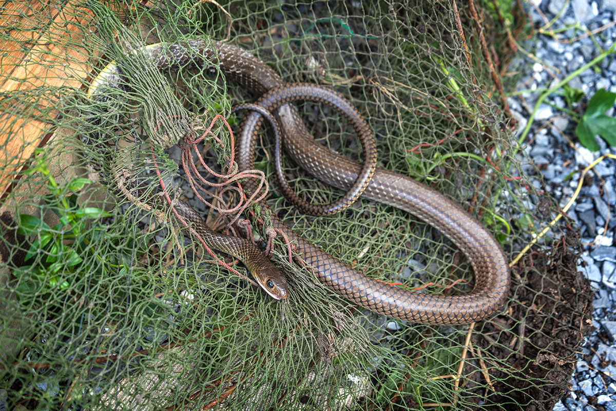 A brown snake is tangled in a fishing net on the ground, surrounded by rocks and some green plants.