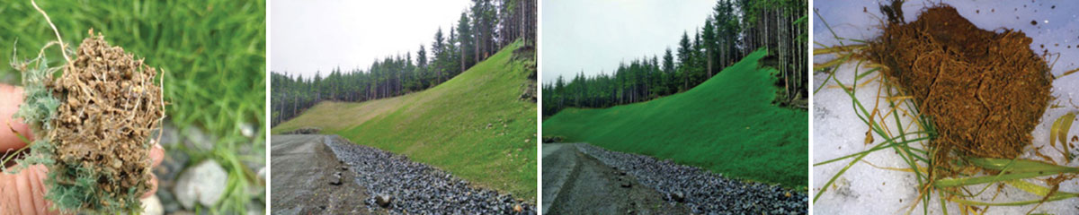 Four images: a hand holds a clump of mulch, a hillside before and after green hydroseeding application, and a close-up of dried mulch with some grass on a white surface.