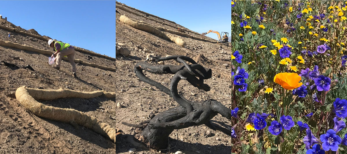 Three images show hillside restoration: laying straw wattles, charred branches on dirt, and blooming wildflowers, including poppies and purple flowers.