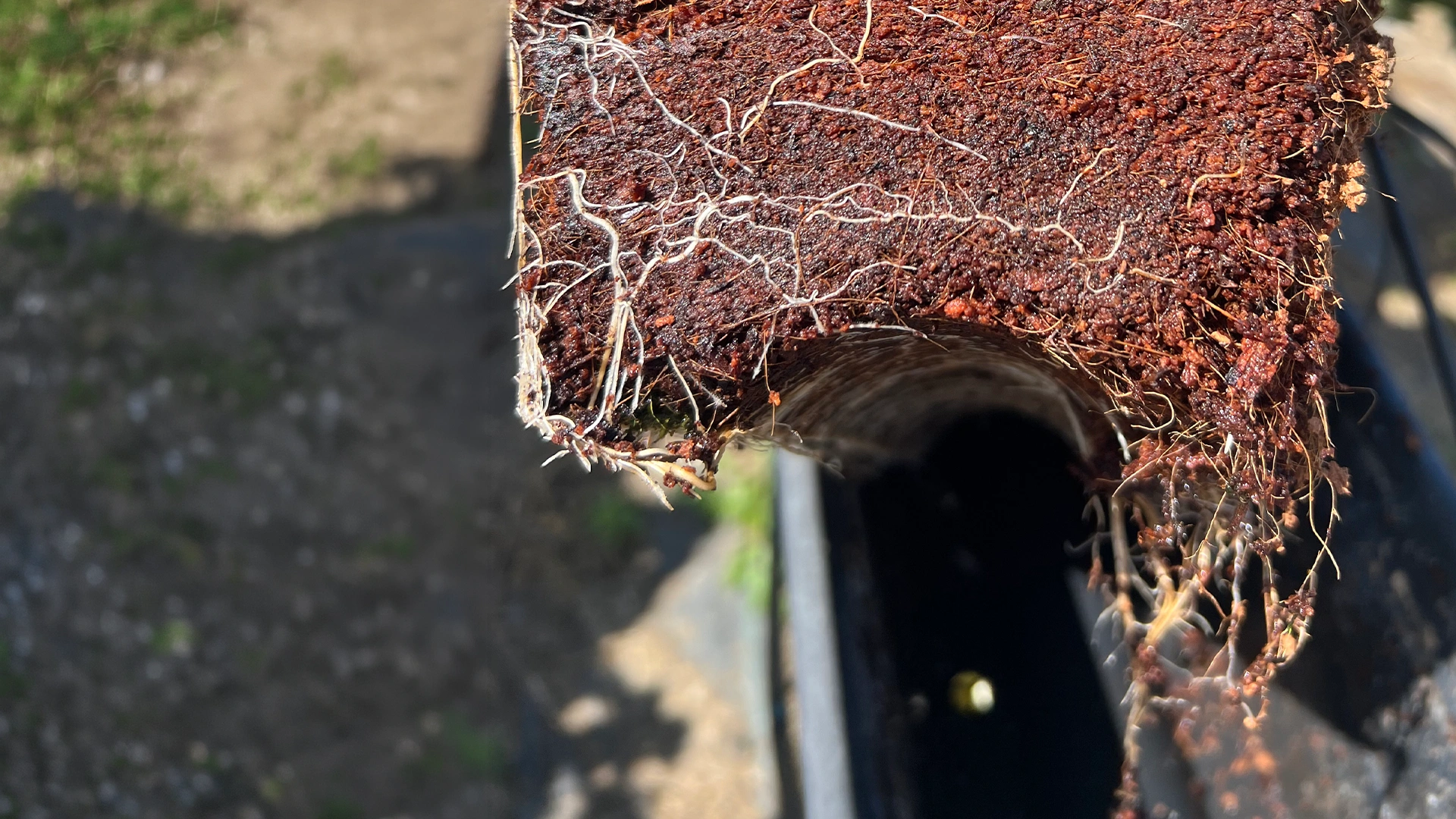 Plant root system with profile coir.