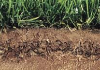 Cross-section of soil showing a network of ant tunnels beneath green grass, illustrating how ants create intricate passageways underground.