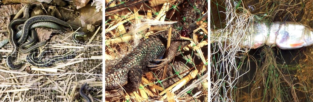 Three panels: left shows a snake on dry grass, center shows a lizard being eaten by a snake, right shows a fish entangled in roots underwater.