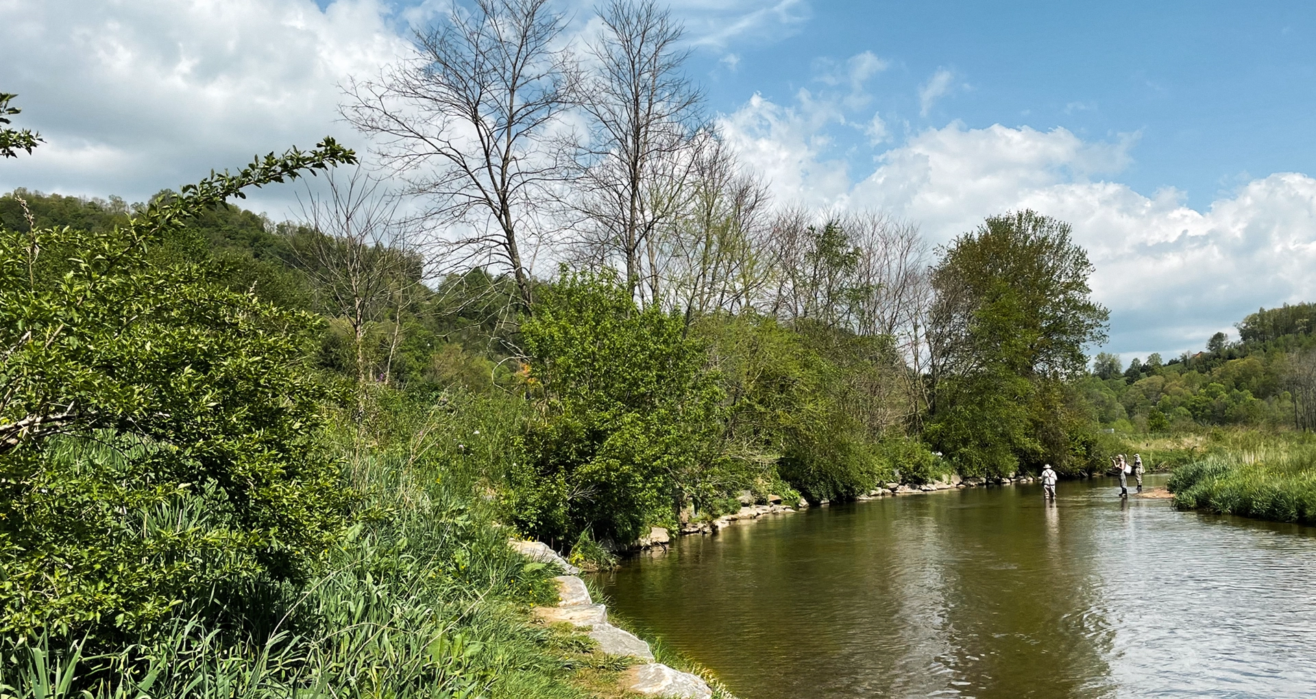 Foliage river side.