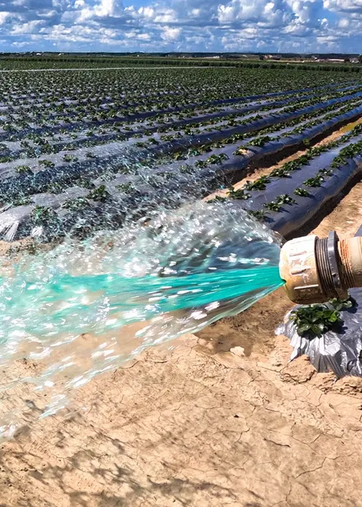 Water sprays from a large hose onto rows of crops in a field under a partly cloudy sky, with plastic covering some crops and soil appearing dry in the foreground.
