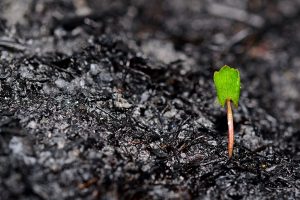 A small green plant sprout emerges from dark, charred soil, symbolizing new life and growth after destruction.
