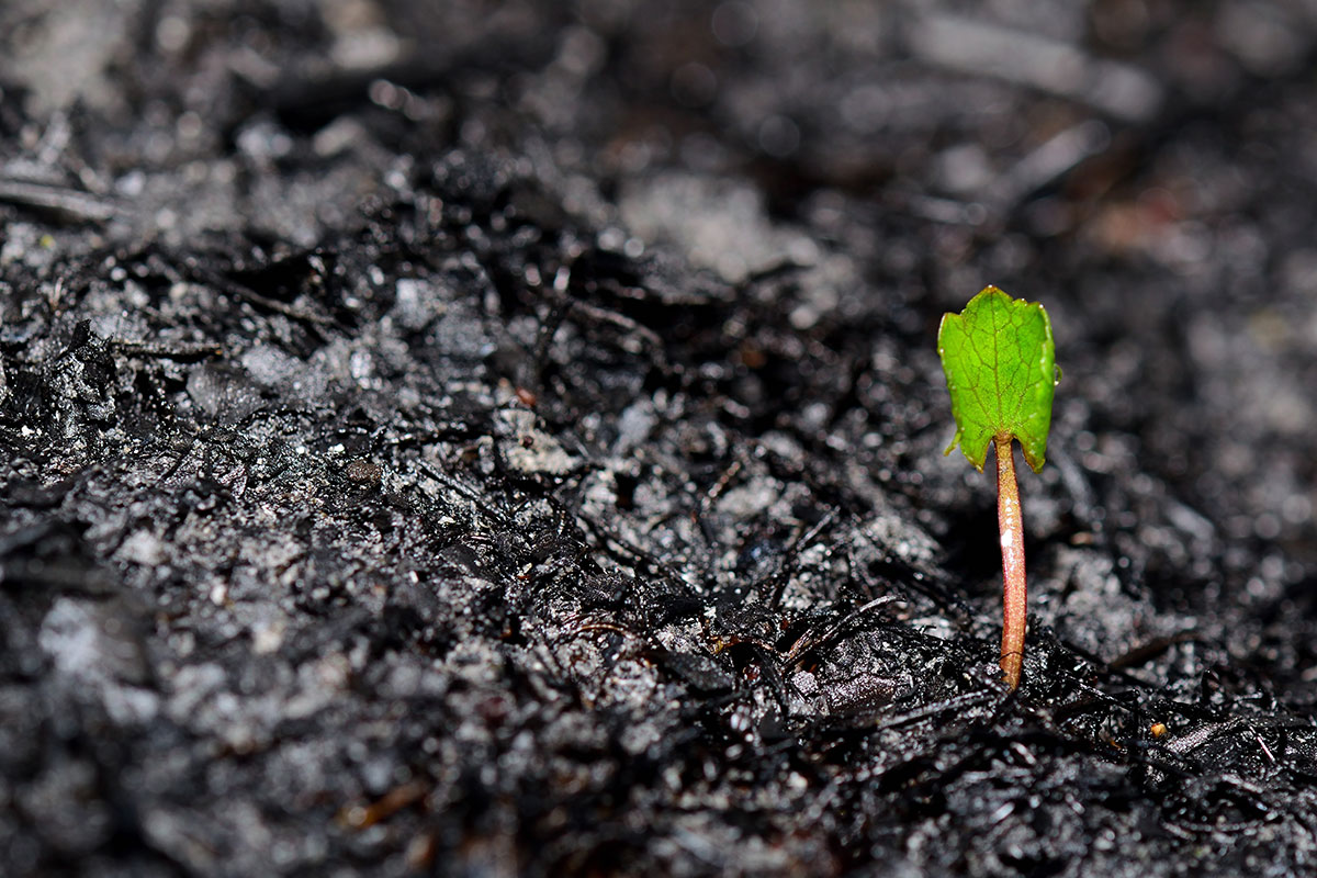 A small green plant sprout emerges from dark, charred soil, symbolizing new life and growth after destruction.