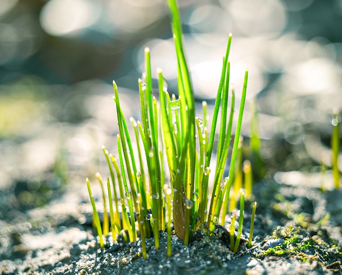 Blades of grass.