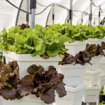 Rows of white pots filled with green and red lettuce grow vertically in a greenhouse, demonstrating a hydroponic farming system under a protective canopy.