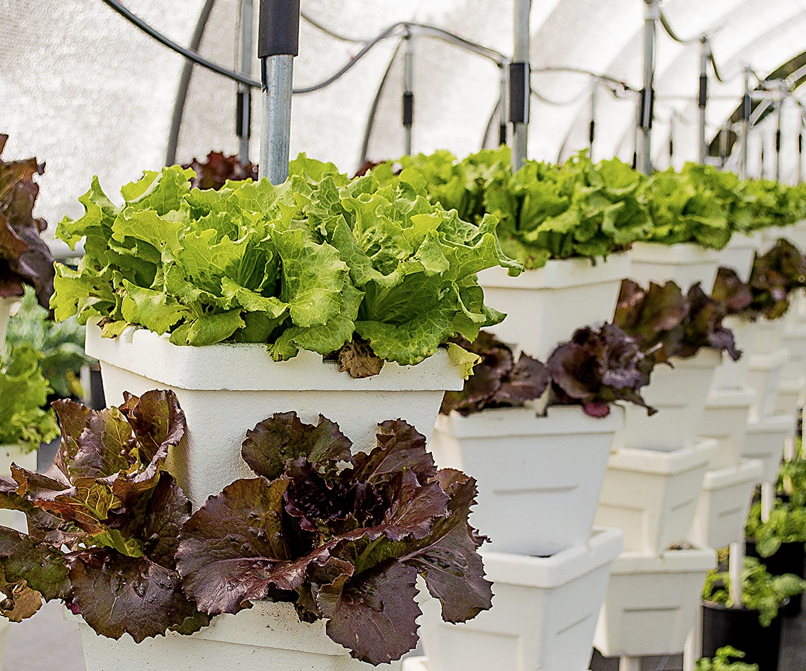 Rows of white pots filled with green and red lettuce grow vertically in a greenhouse, demonstrating a hydroponic farming system under a protective canopy.