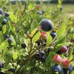 Close-up of a blueberry bush with clusters of ripe blue and unripe pink berries among green leaves, with a blurred outdoor background.