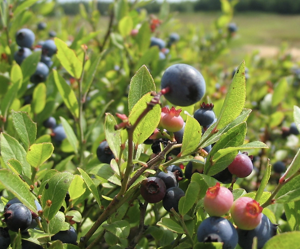 Close-up of a blueberry bush with clusters of ripe blue and unripe pink berries among green leaves, with a blurred outdoor background.