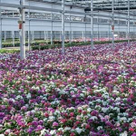 Rows of pink, white, and purple flowers fill a large greenhouse with metal beams and glass panels overhead, creating a vibrant, colorful scene.