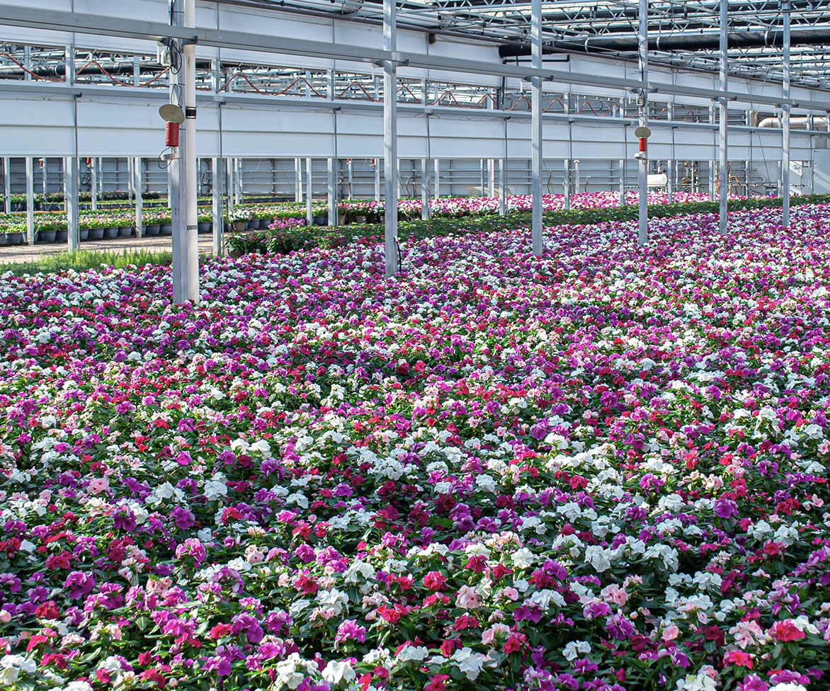 Rows of pink, white, and purple flowers fill a large greenhouse with metal beams and glass panels overhead, creating a vibrant, colorful scene.