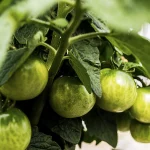 Close-up of several unripe green tomatoes growing on a vine, surrounded by lush green leaves.
