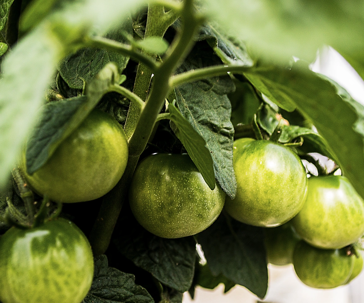 Close-up of several unripe green tomatoes growing on a vine, surrounded by lush green leaves.
