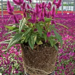 A potted plant with bright purple flowers and green leaves sits in a greenhouse, surrounded by rows of similar flowering plants. The roots of the potted plant are visible through the soil.