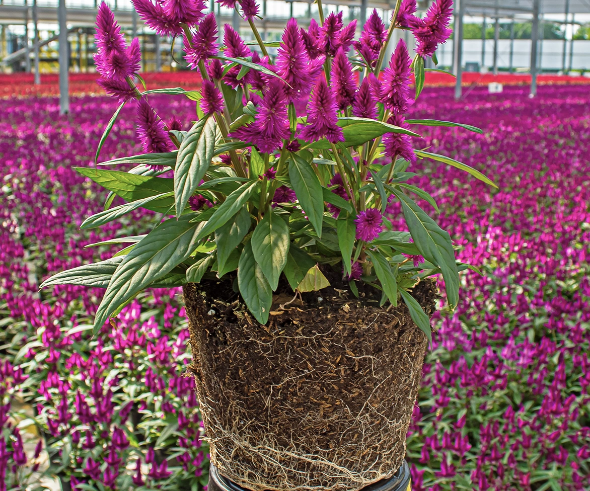 A potted plant with bright purple flowers and green leaves sits in a greenhouse, surrounded by rows of similar flowering plants. The roots of the potted plant are visible through the soil.