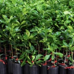 Rows of young green plants in black pots, each with a red tag tied around the stem, are closely packed together, creating a lush, vibrant display of foliage.
