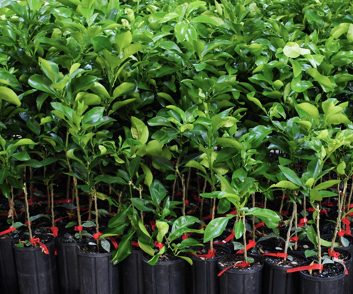 Rows of young green plants in black pots, each with a red tag tied around the stem, are closely packed together, creating a lush, vibrant display of foliage.