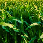 Close-up of a dense cornfield, showing tall green corn leaves bathed in sunlight. The leaves overlap and create a rich, textured pattern across the image.