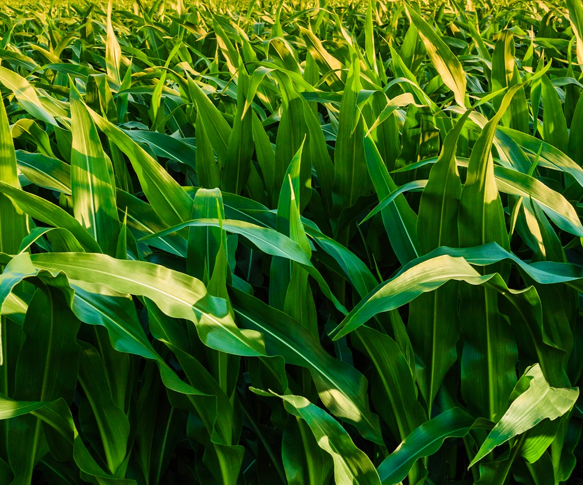 Close-up of a dense cornfield, showing tall green corn leaves bathed in sunlight. The leaves overlap and create a rich, textured pattern across the image.