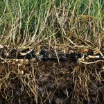 Cross-section view of grass growing through black turf reinforcement mesh, showing roots embedded in soil beneath the netting.