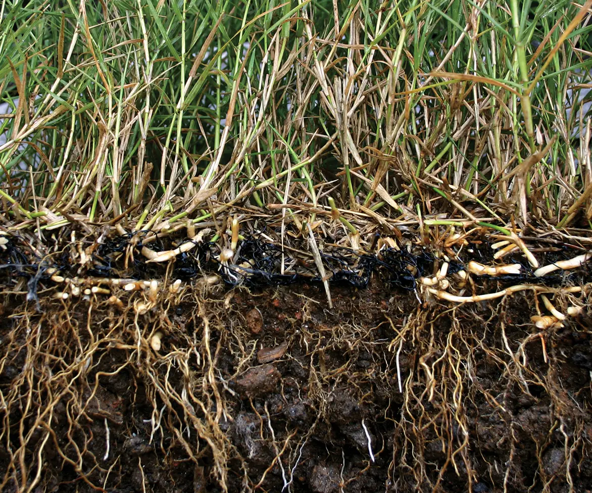 Cross-section view of grass growing through black turf reinforcement mesh, showing roots embedded in soil beneath the netting.