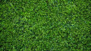 A dense, vibrant green hedge with small leaves, forming a natural, leafy wall.
