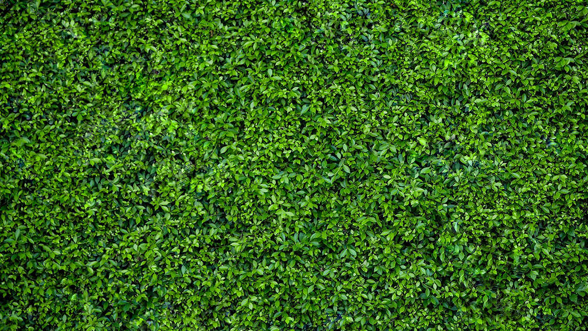 A dense, vibrant green hedge with small leaves, forming a natural, leafy wall.