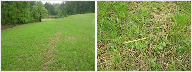 Split image: Left side shows a green grassy field bordered by trees; right side is a close-up of young grass and weeds growing among dry straw on the ground.