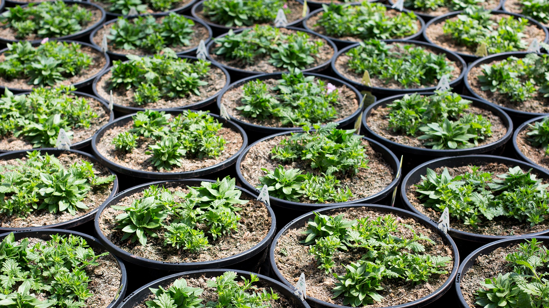 Several rows of black plant pots filled with green seedlings are arranged outdoors, each pot containing young, leafy plants growing in soil, with sunlight highlighting the fresh foliage.