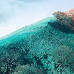 A hillside covered in greenish-blue grass with leafless trees in the foreground. The sky above is mostly clear, and the slope in the background has some sparse foliage.