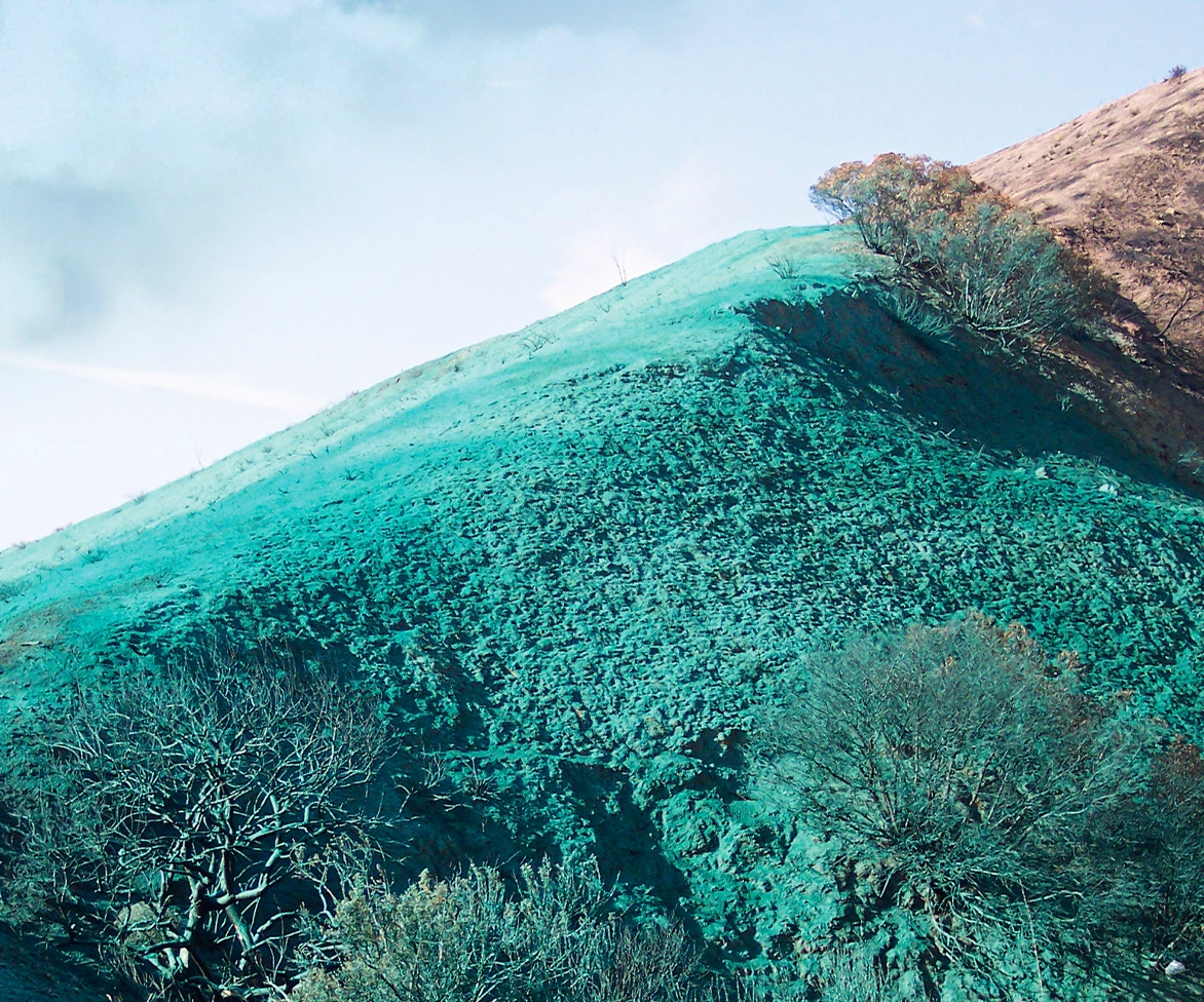 A hillside covered in greenish-blue grass with leafless trees in the foreground. The sky above is mostly clear, and the slope in the background has some sparse foliage.